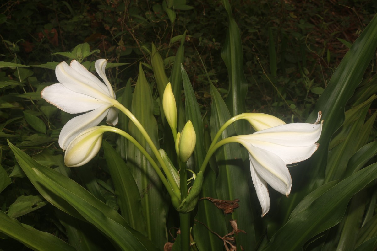 Crinum moorei Hook.f.